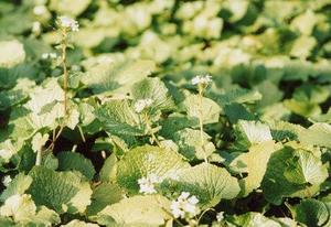 大きな葉の間から伸びた茎の先から複数咲いている小さな白い花の写真