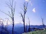 枯れた木が並び、1本の木が倒れた写真