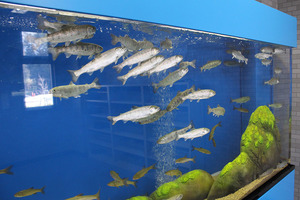 沢山の魚が泳いでいる狩野川をイメージした水槽の写真