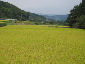 一面黄色く色づく稲穂の写真
