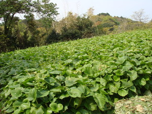 大きな緑の葉が生い茂る畑わさび畑の写真