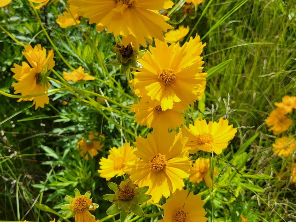 オオキンケイギクの花の写真