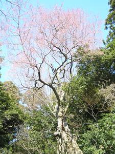 青空の下、ピンクの花が咲いているエドヒガンザクラが写っている写真