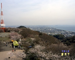 広場にある桜などの木々や山の奥には街並みが見える湘南平の写真