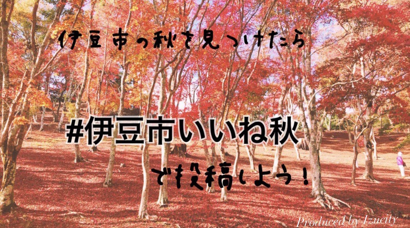 木の枝や地面が一面紅葉で色づく雑木林の写真（出石の秋を見つけたら「#伊豆市いいね秋」で投稿しよう！）