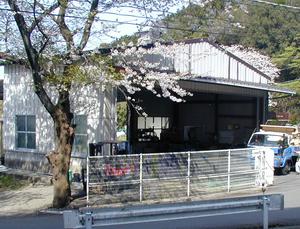 桜の木の奥に大きな倉庫のような建物が建っている写真