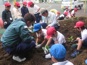 赤と青色の帽子を被った児童がしゃがんで畑に苗を植えている写真