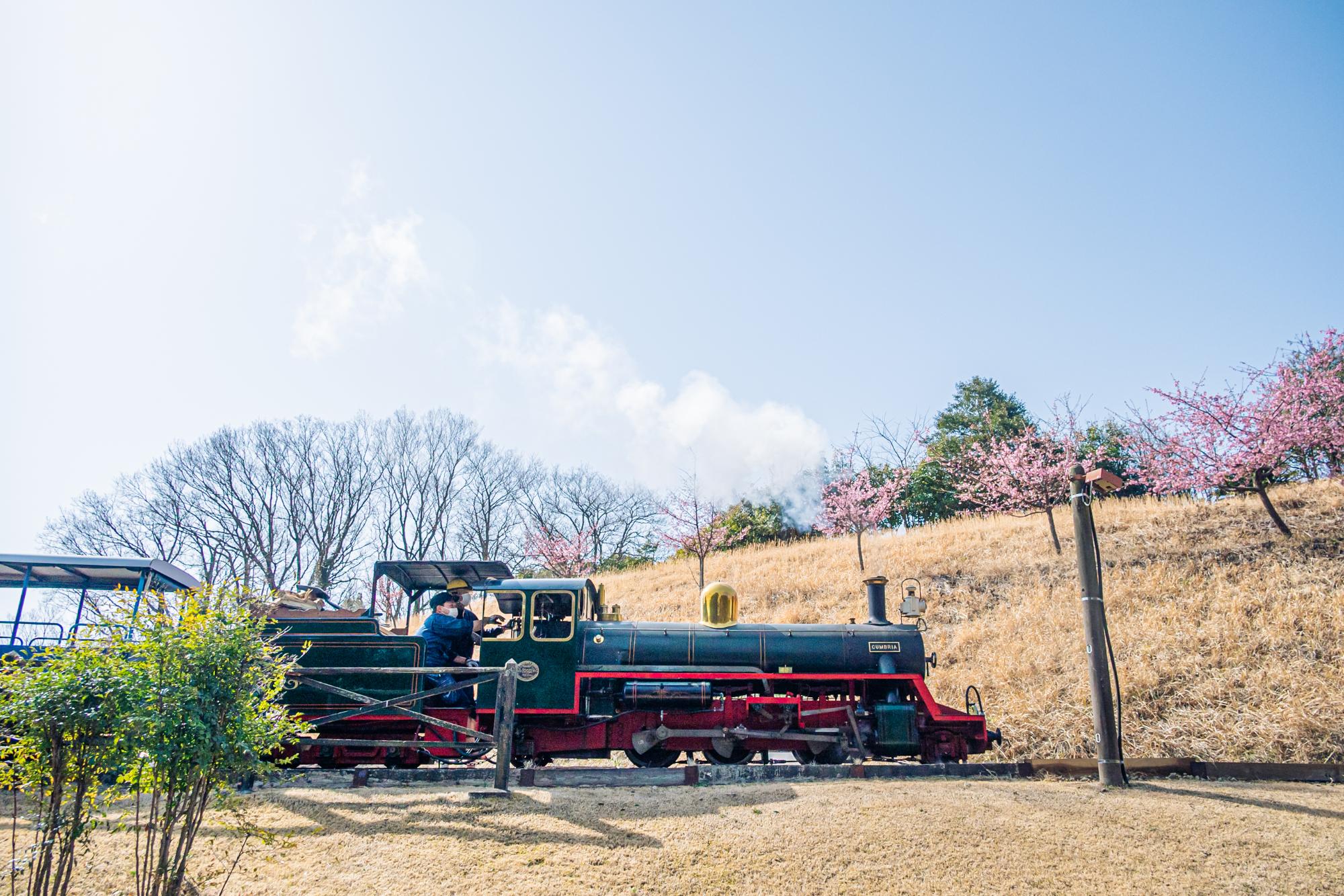 後ろにピンクの花が咲いた木が並び、園内を走るロムニー鉄道を下から撮影した写真