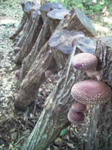 原木で栽培されているシイタケの写真
