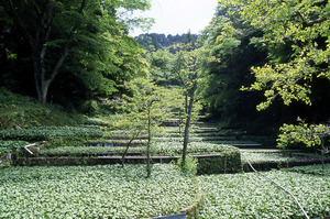 緑の葉が生い茂る山葵田の写真