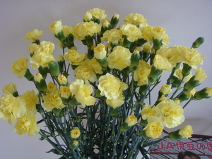 黄色い花が咲くカーネーションの写真