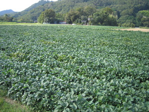 緑の葉が生い茂る大豆畑の写真