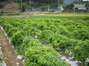 緑の草が小さい山のように盛り上がっている弘法芋畑の写真