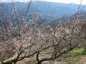 ピンクの花が咲く梅の木の写真