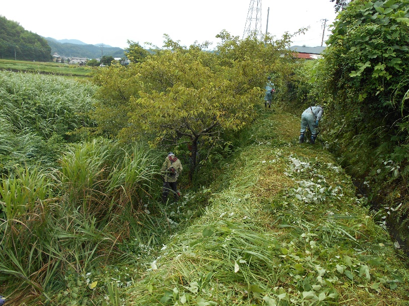 水路周辺の草刈り