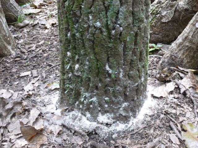 木の根元に木くずが堆積しているナラ枯れフラスの写真