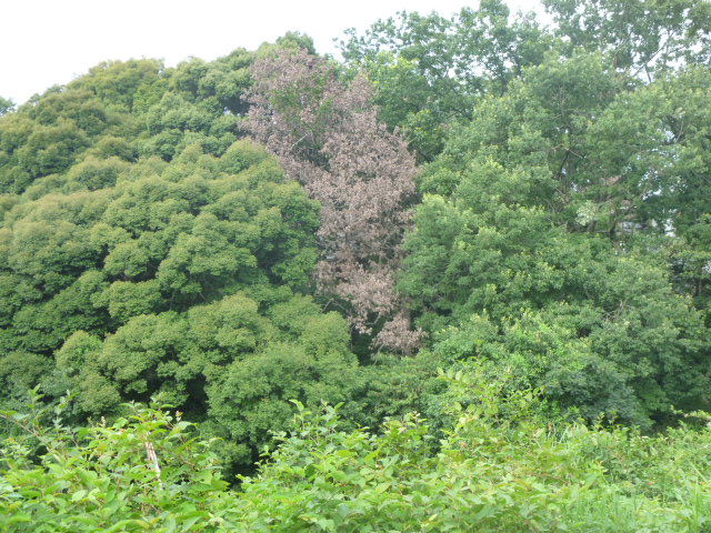 他の木に緑の葉っぱがついている中、1本だけ赤茶色の葉を付けているナラ枯れ被害木の写真