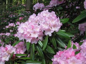 薄ピンク色の花を付けたシャクナゲを近くから撮影した写真