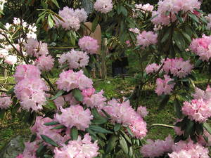 薄ピンク色のシャクナゲの花がいくつも集まって咲いている様子の写真