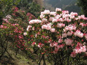 薄いピンクと濃いピンクのシャクナゲの花が2つ集まって咲いている写真