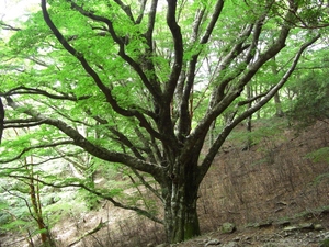 周りの木々よりもひと際大きいブナの木の写真