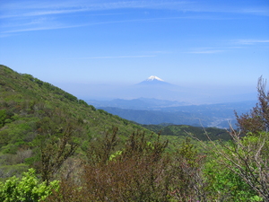緑や茶色の葉をを付けた木々の奥に富士山のが映る写真