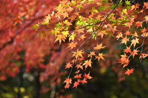 黄色やオレンジ色に色づく紅葉の葉の写真