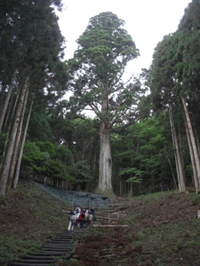 空に向かって真っすぐに伸びる太郎杉の写真