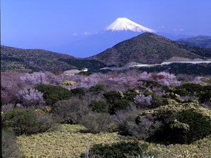 黄色やピンク色で色づく木々の奥に見える富士山の写真