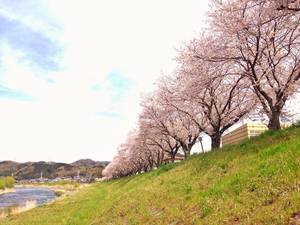 満開の桜の木が並ぶ狩野川の風景の写真