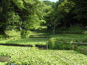 緑の葉が生い茂る山葵田の写真