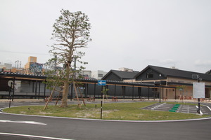 芝生の上に一本の木が植えられ、奥にアスファルトの上に引かれた駐車場の線が見えている写真