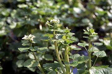 緑の葉っぱの上に白い小さな花が咲いている伊豆市の花「わさび」の写真