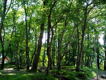 市の木「くぬぎ」が青々とした葉をつけ空高る伸びている写真