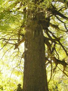 緑の葉が茂った大きな一本のイチョウの木を下側から写している写真