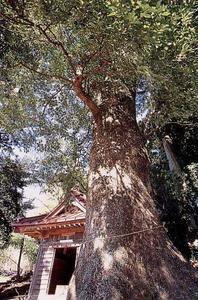 奥に木造の瓦葺きの建物が写っていて、手前に立っている緑の葉の茂った大楠を下から写している写真