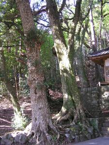 幹に苔が生えたカゴノキとシロダモの木が立っている写真