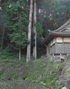 右側には瓦屋根のついた日本屋敷、中央には2本の高い木、下側にはわさび田が写っている写真