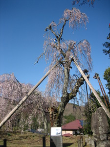 2本の添木に支えられ下向きに花を咲かせているシダレザクラの写真