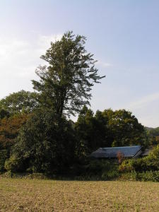 家の屋根の高さの3倍ほどの大きさのある細長く深緑色の葉がついたイヌマキの木の写真