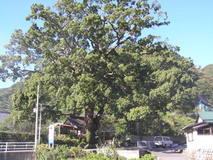 幹に所々コケのついた広く大きく枝を広げ葉っぱを付けたクスの木の写真