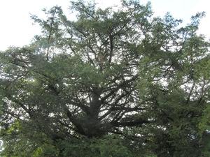 両側に長く枝が伸び、緑の葉が茂っているカヤの木の写真