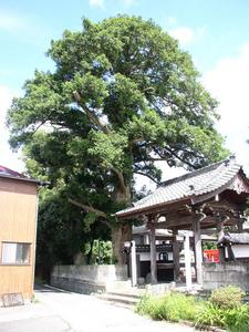手前の瓦屋根のある門が立っていて、奥に緑の葉が茂ったカヤの木が立っている写真