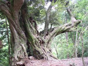 苔が生えた大きな幹が伸びているスダジイの木の根元を写している写真