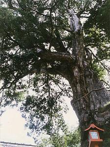 手前に赤い灯篭が立っていて、幹に縄が巻かれたイヌマキの木を下から写している写真