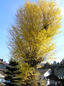 青空の下、緑の葉が茂った大きなイチョウの木が立っている写真