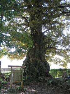 緑の葉が茂り、幹に縄が巻かれたシイの木が立っている写真