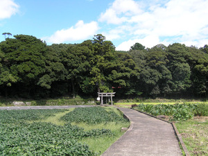 左右を畑に囲まれた細い道の先に大きな木々が立ち並び、中央に鳥居が立っている大宮神社の社叢の写真