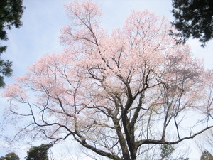 細かく伸びたたくさんの細い枝の先から鮮やかな薄ピンク色の花を咲かせるエドヒガンの木の写真