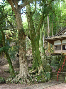 右に神社の建物、石の階段、左側にカゴノキとシロダモの木が写っている写真